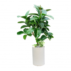 가지고무나무(A)