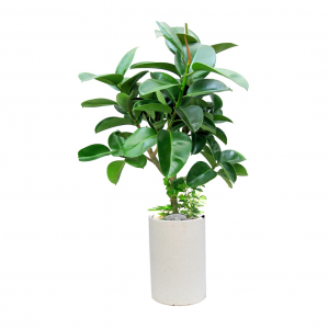 가지고무나무(A)