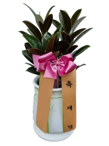 테이블 고무나무