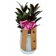 테이블 고무나무