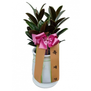 테이블 고무나무