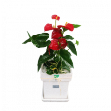 테이블 안시리움