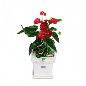 테이블 안시리움