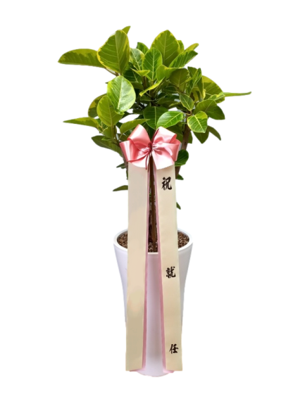 뱅갈고무나무(A)