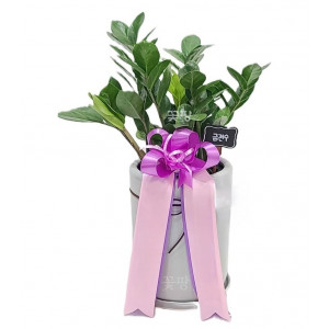 금전수 테이블용