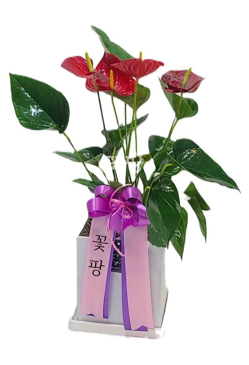 테이블 안시리움(A)