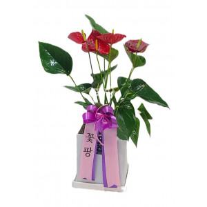 테이블 안시리움(A)