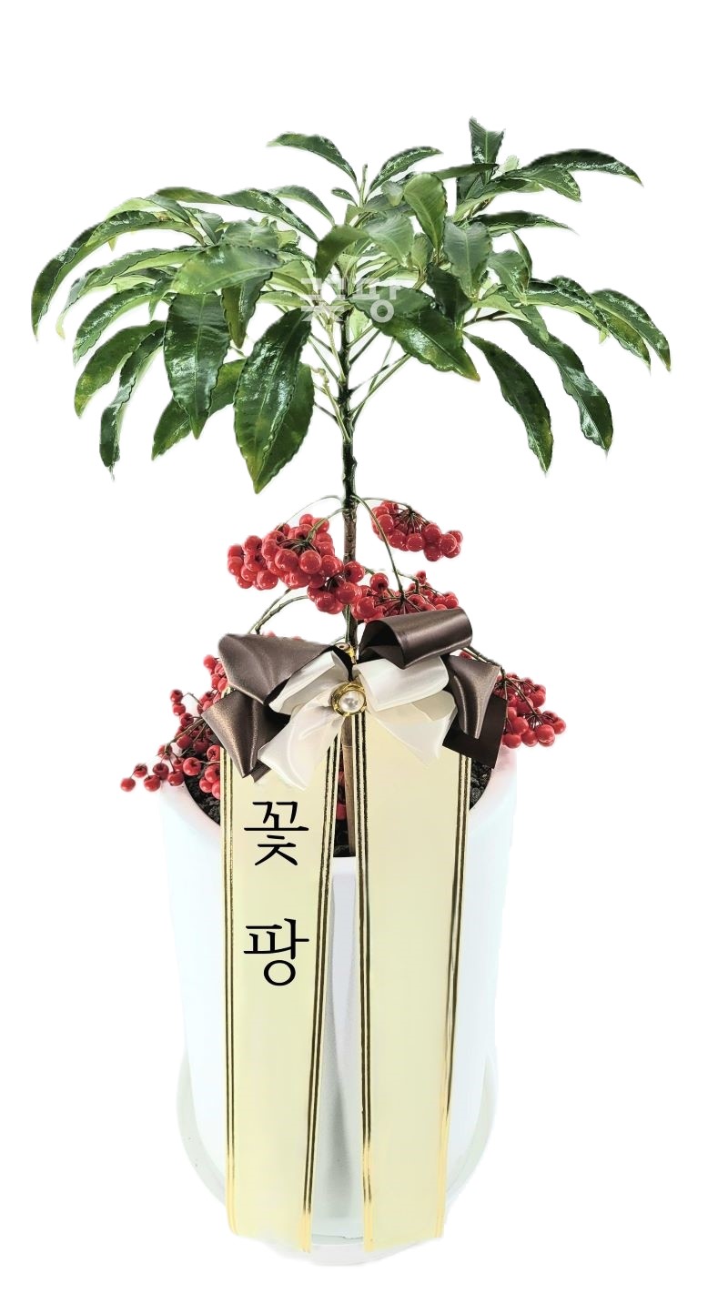 만냥금 흰색원형