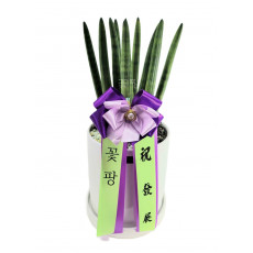 테이블용 스투키