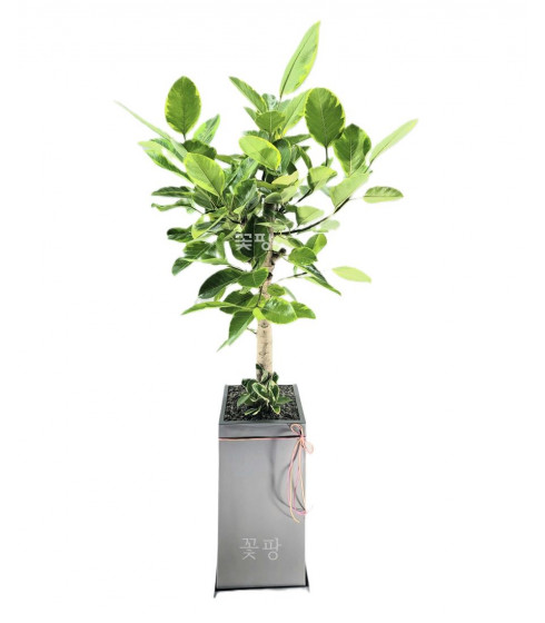 뱅갈고무나무 (회색사각화분)