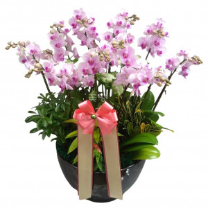 호접(엘레강스)