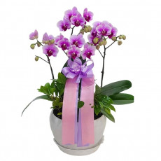 호접(엘레강스)A