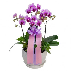 호접(엘레강스)A