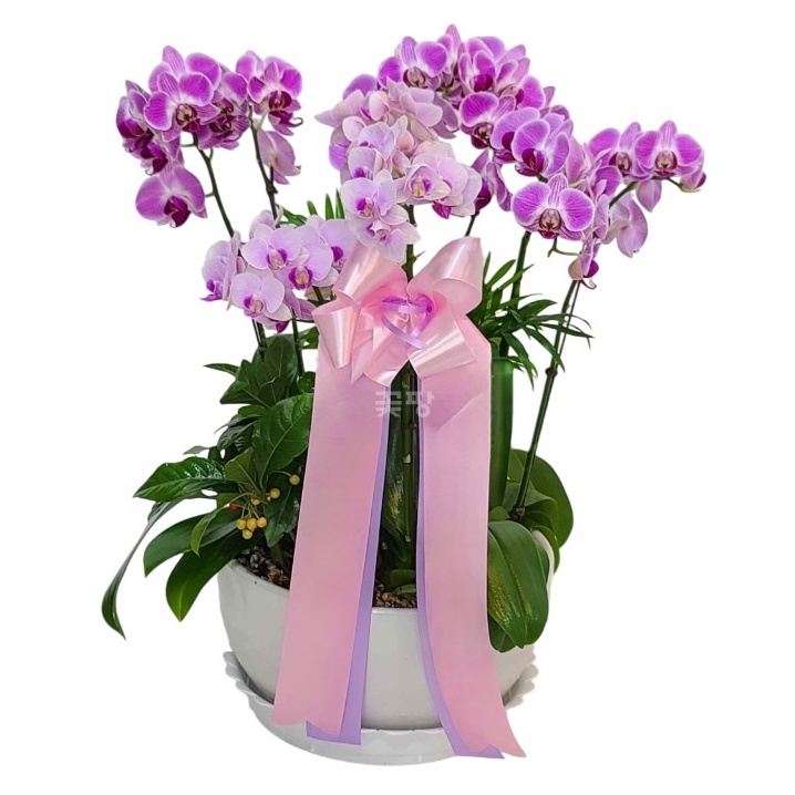 호접(스트로베리)