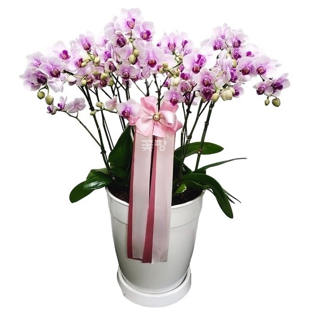 호접(스프링댄스)