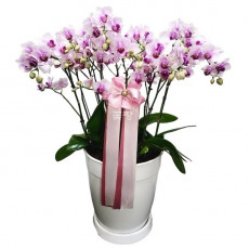 호접(스프링댄스)