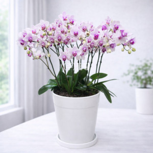 호접(스프링댄스)