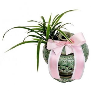 태양금(청투각)