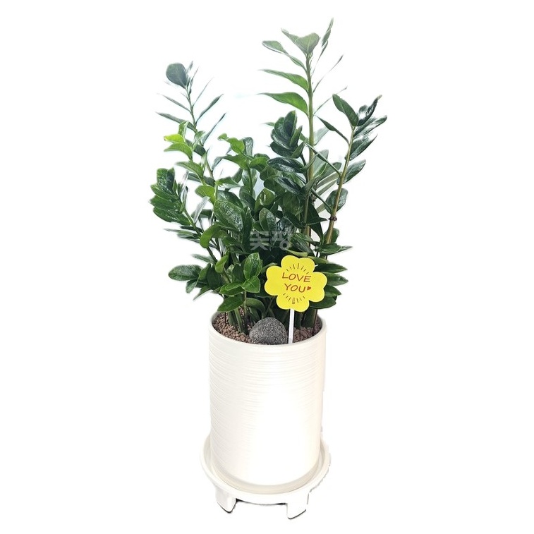 금전수(돈나무)