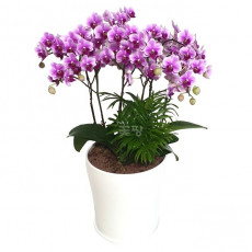 호접(해피플러스)