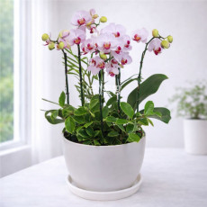 호접(엘레강스)C