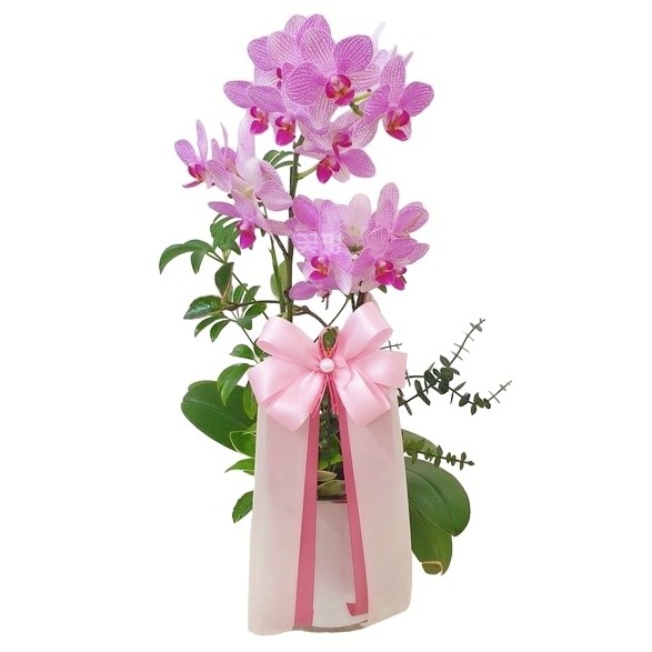 핑크호접(삼색조)