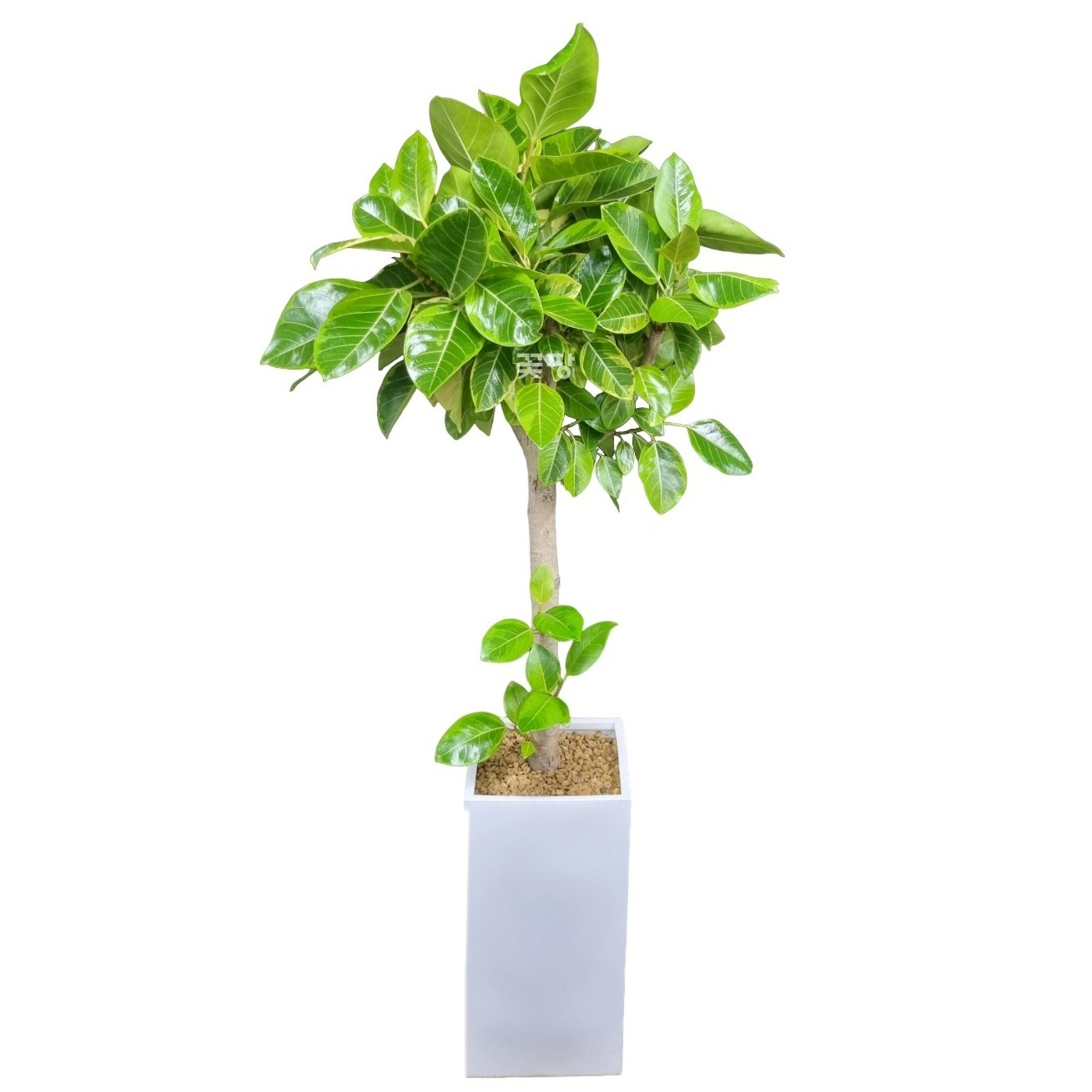 뱅갈고무나무(고급형)