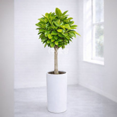 뱅갈고무나무(고급형)