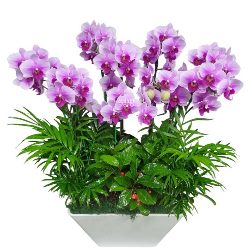 호접(엘레강스)S