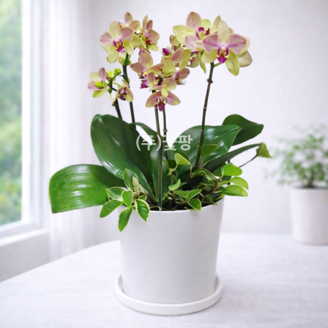 엘로우 미니호접