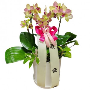 엘로우 미니호접