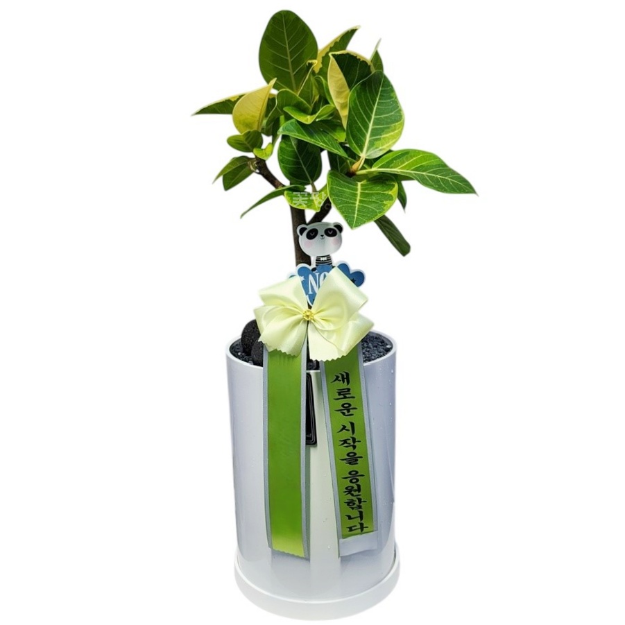 뱅갈고무나무(소)